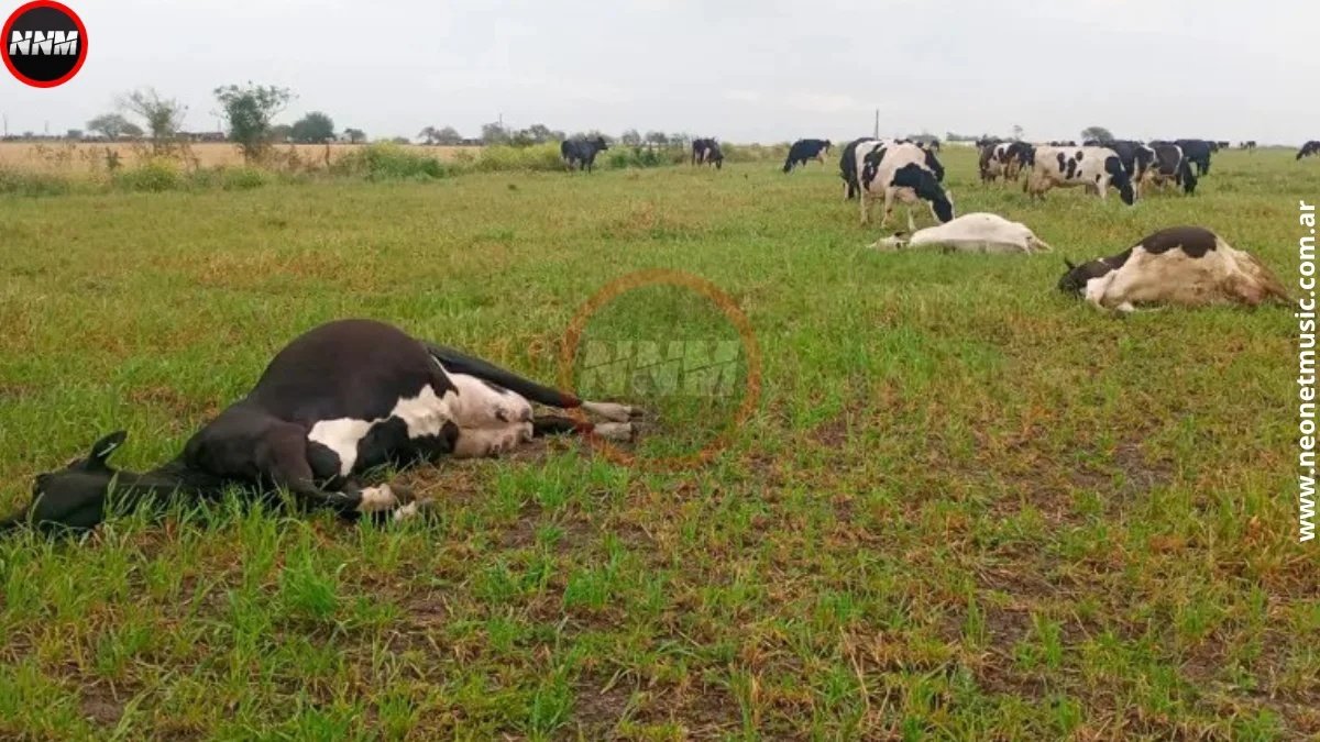 Rayo mata tres vacas lecheras en un campo de Entre Ríos