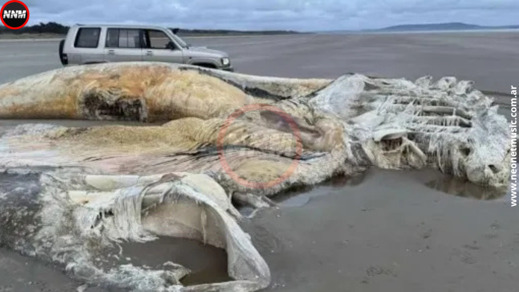 Criatura marina de gales